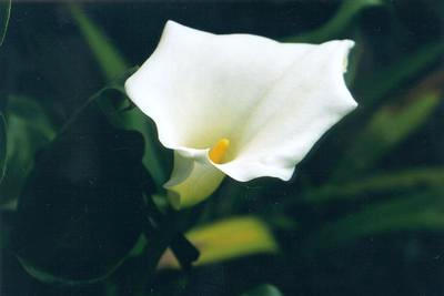 Costs Plastic Surgery Procedures on Prices Cost Of Plastic Surgery Stockton Modesto Web Page